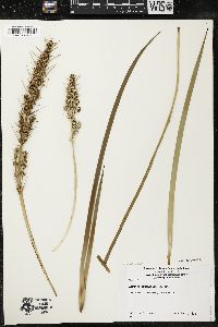 Lomandra longifolia image