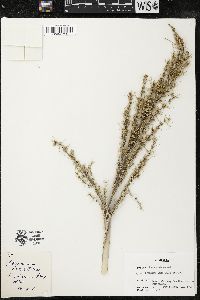 Lomandra longifolia image