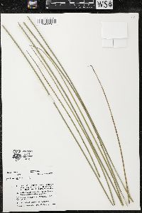 Xanthorrhoea australis image