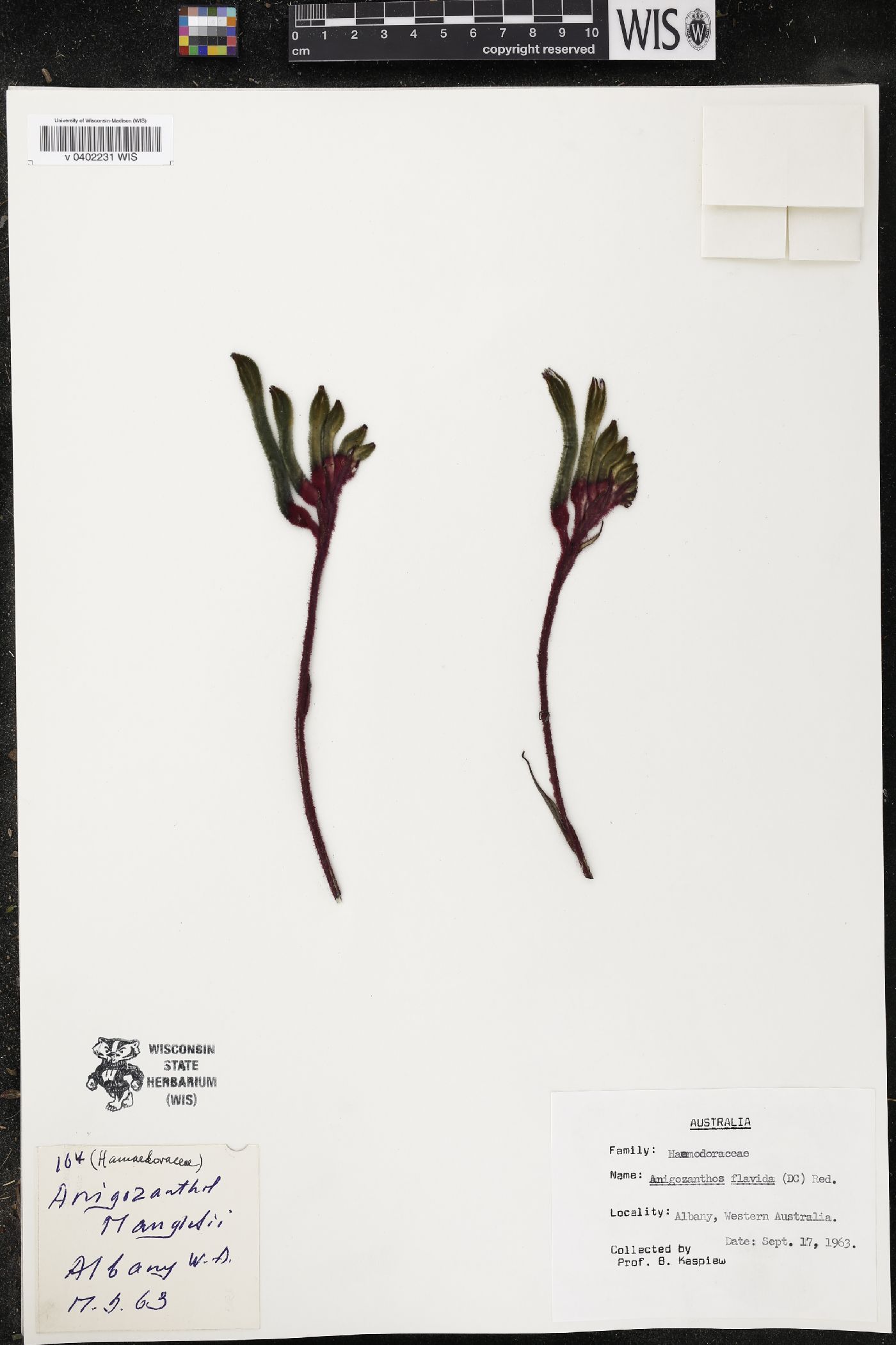 Anigozanthos flavida image