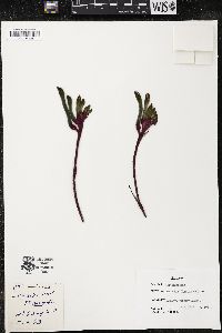 Anigozanthos flavida image