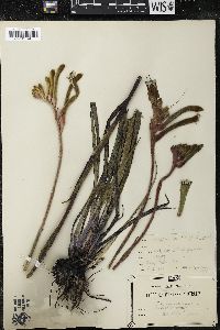 Anigozanthos manglesii image