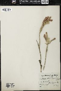 Anigozanthos humilis image
