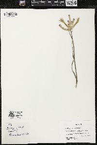 Anigozanthos humilis image