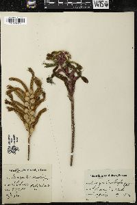Anigozanthos manglesii image