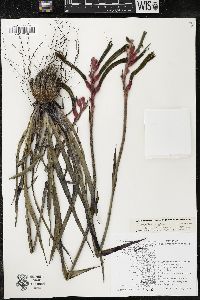 Anigozanthos manglesii image