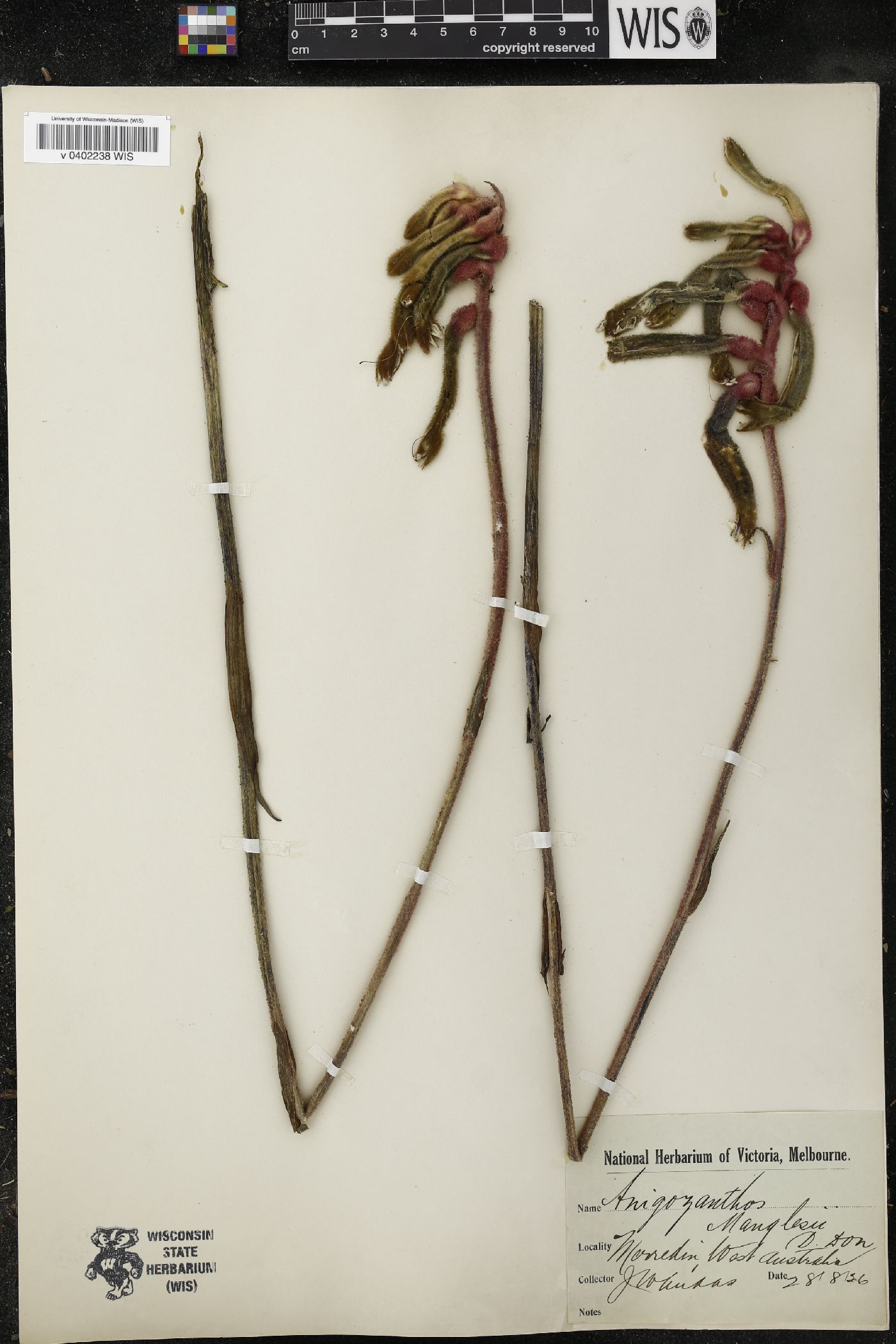 Anigozanthos manglesii image