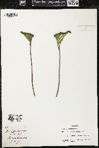 Anigozanthos viridis image