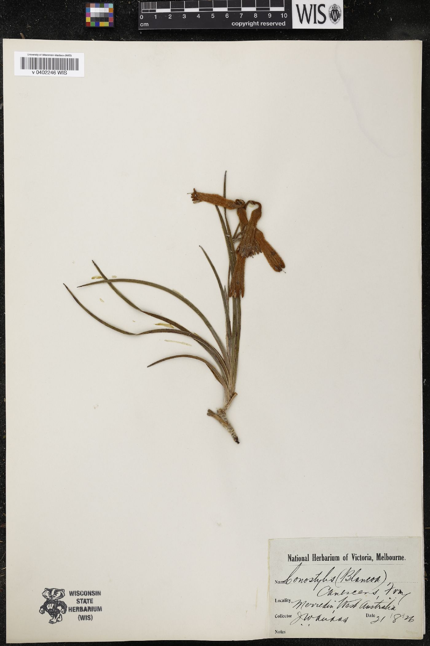 Blancoa canescens image