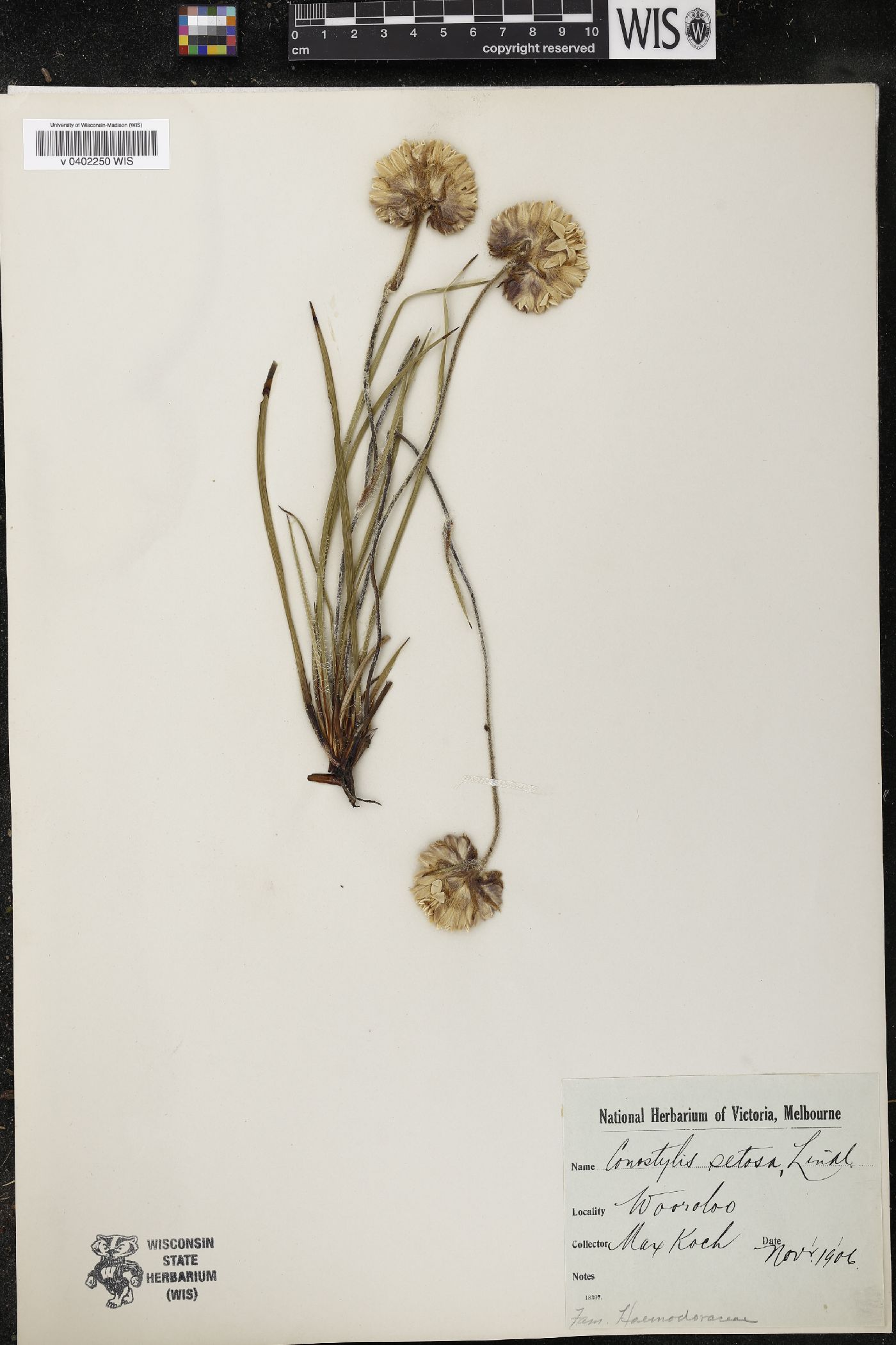 Conostylis setosa image