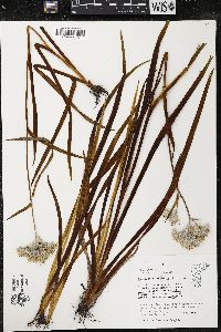 Lachnanthes caroliana image