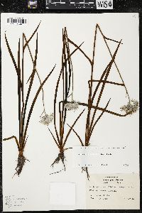 Lachnanthes caroliniana image