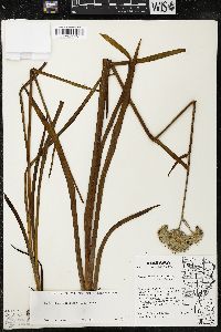 Lachnanthes caroliniana image