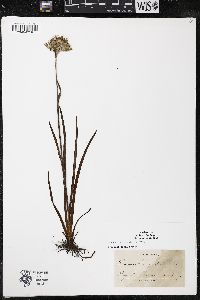 Lachnanthes caroliana image