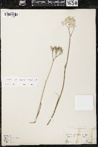 Lophiola aurea image
