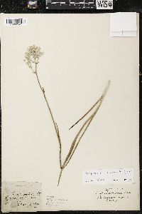 Lophiola aurea image