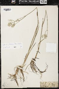 Lophiola aurea image