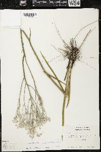 Lophiola aurea image