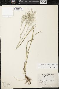 Lophiola aurea image