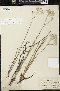 Lophiola aurea image
