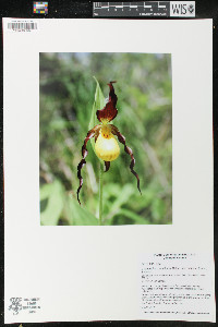 Cypripedium parviflorum var. makasin image