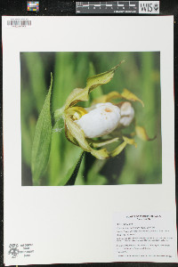 Cypripedium candidum image