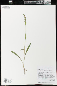 Spiranthes ovalis image