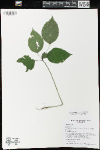 Urtica dioica image