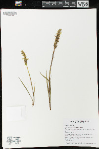 Spiranthes romanzoffiana image