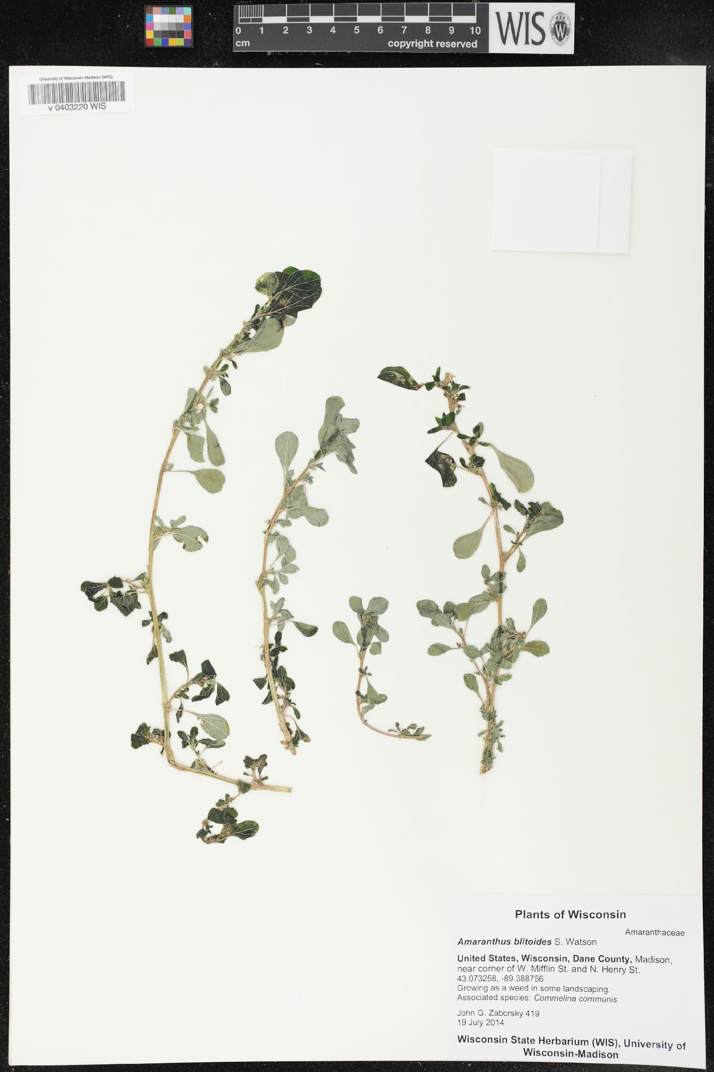 Amaranthus blitoides image