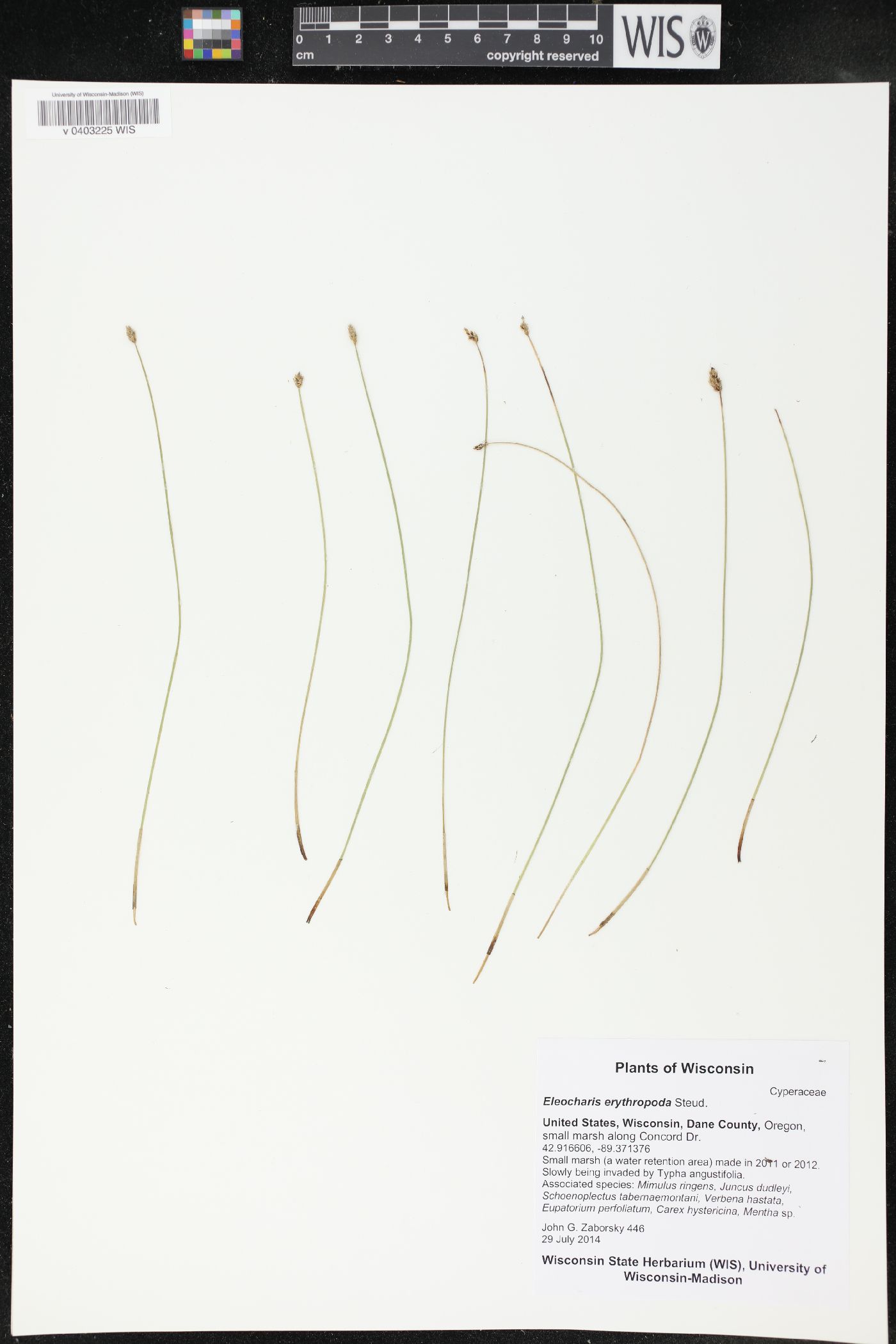 Eleocharis erythropoda image