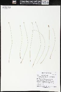 Eleocharis erythropoda image