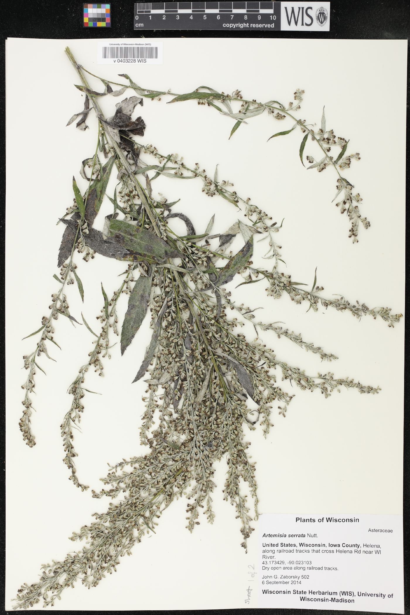 Artemisia serrata image