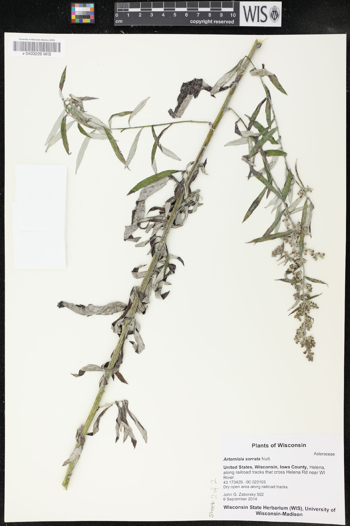Artemisia serrata image