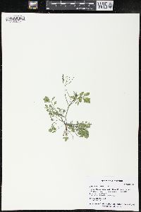 Cardamine flexuosa image