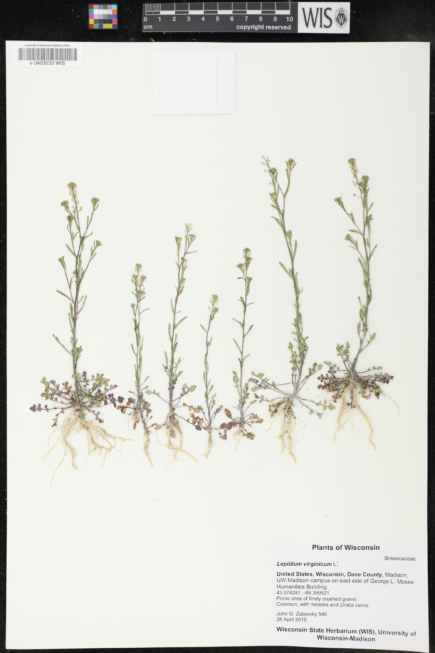 Lepidium virginicum image