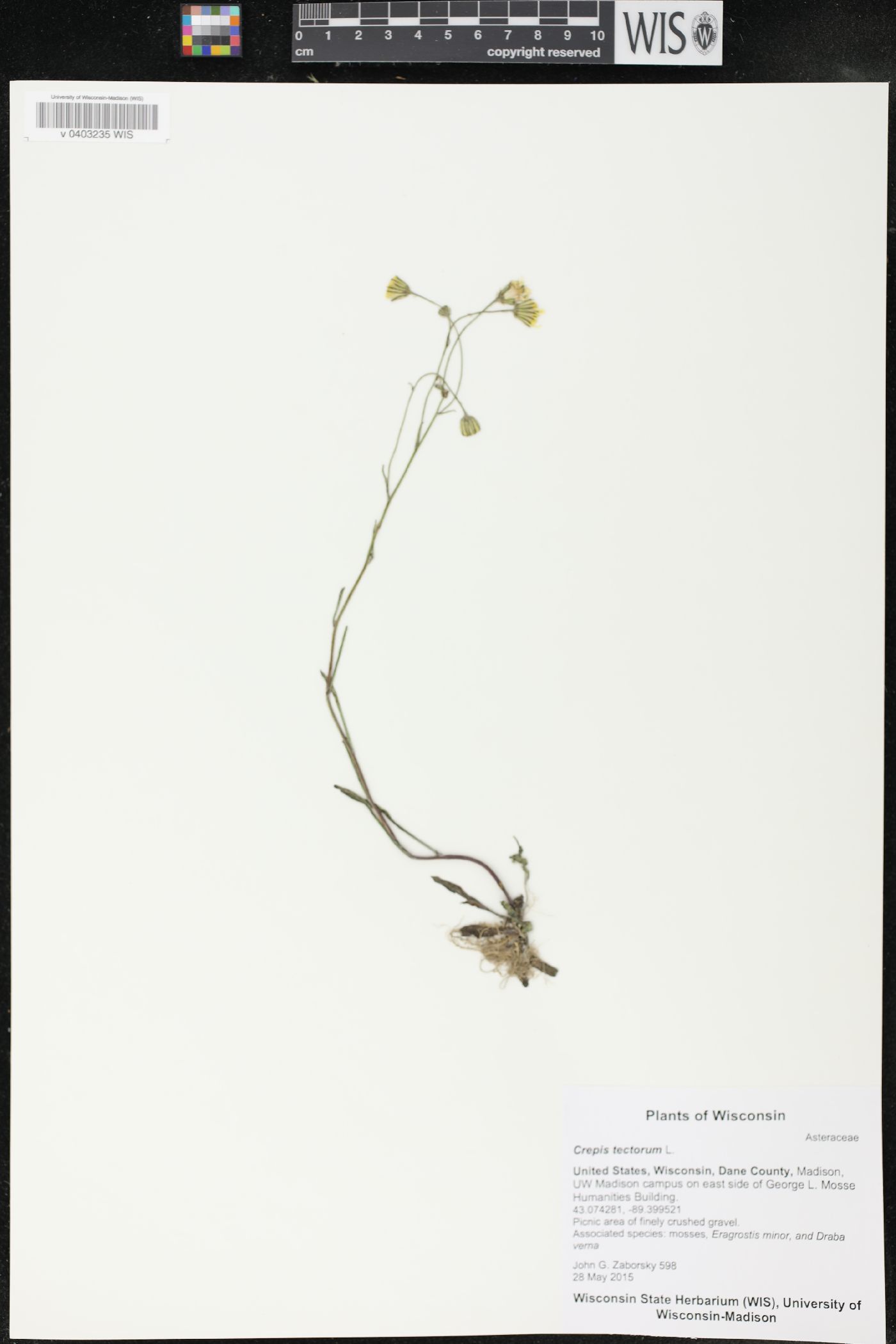 Crepis tectorum image