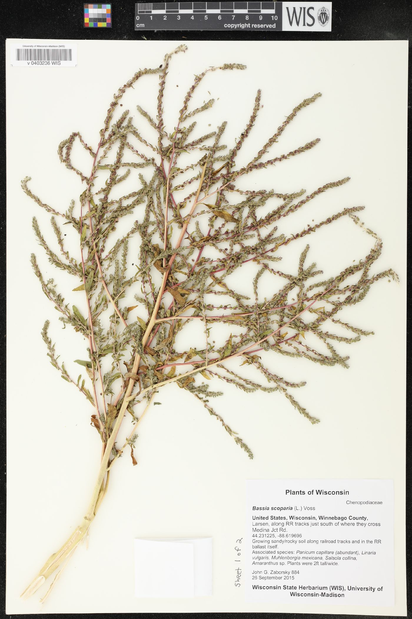 Bassia scoparia image