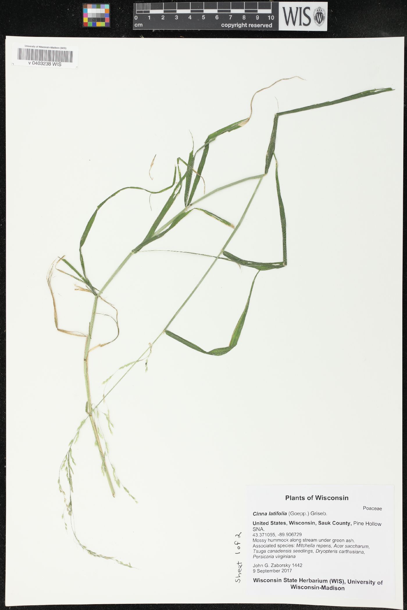 Cinna latifolia image