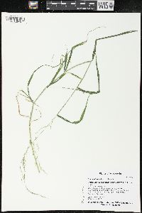 Cinna latifolia image