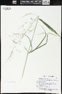 Cinna latifolia image