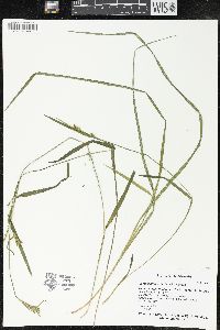 Carex leptonervia image