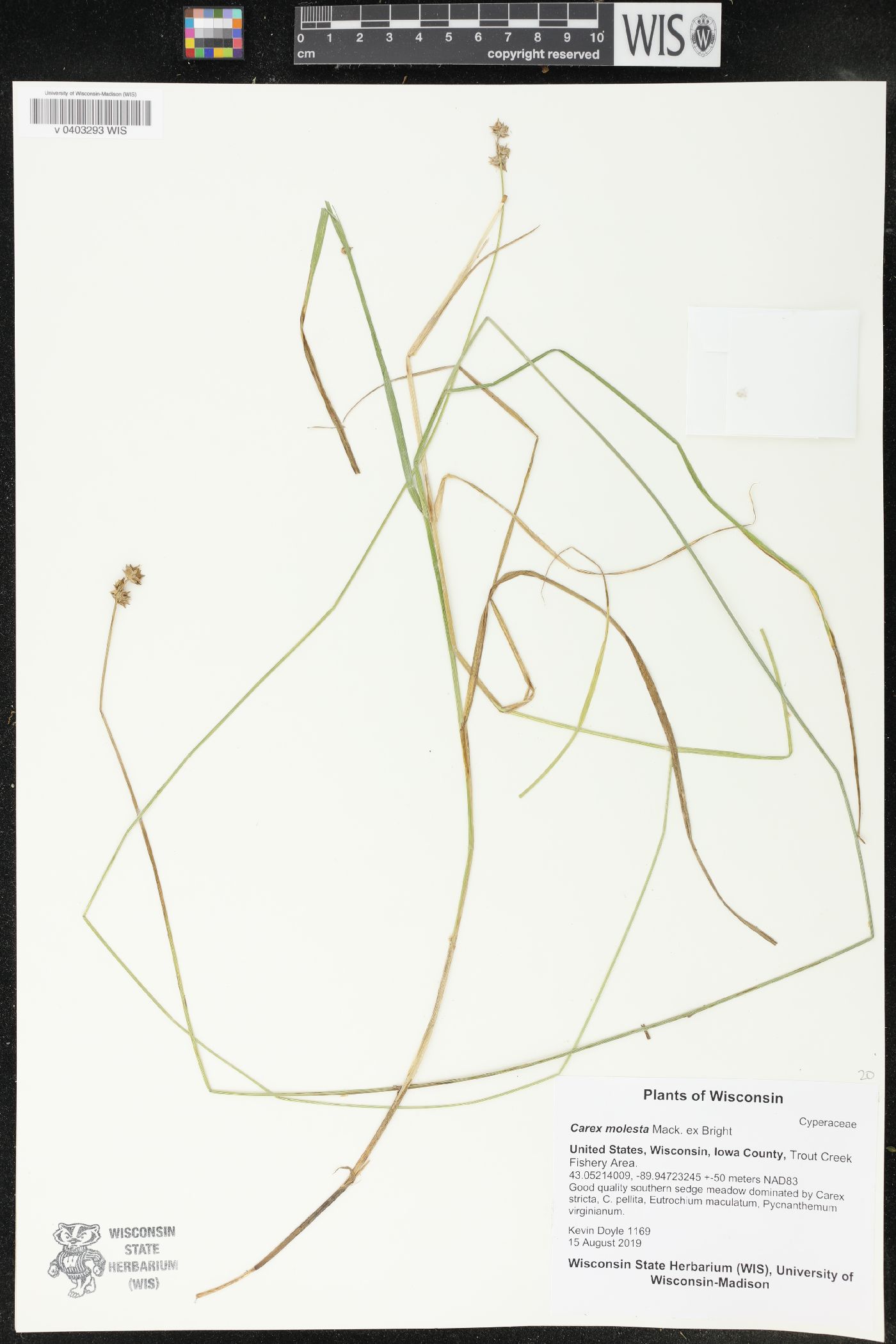 Carex molesta image