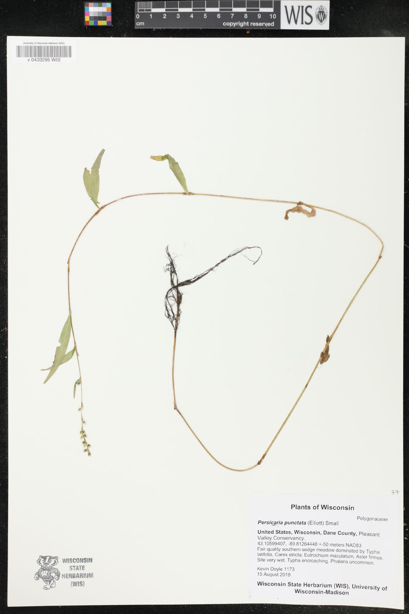 Persicaria punctata image