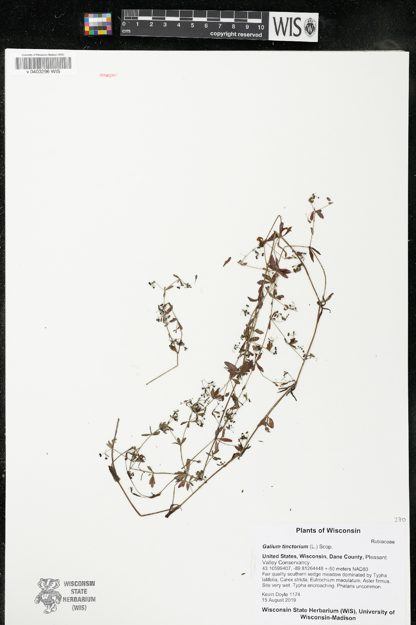 Galium tinctorium image