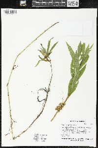 Cuscuta cephalanthi image