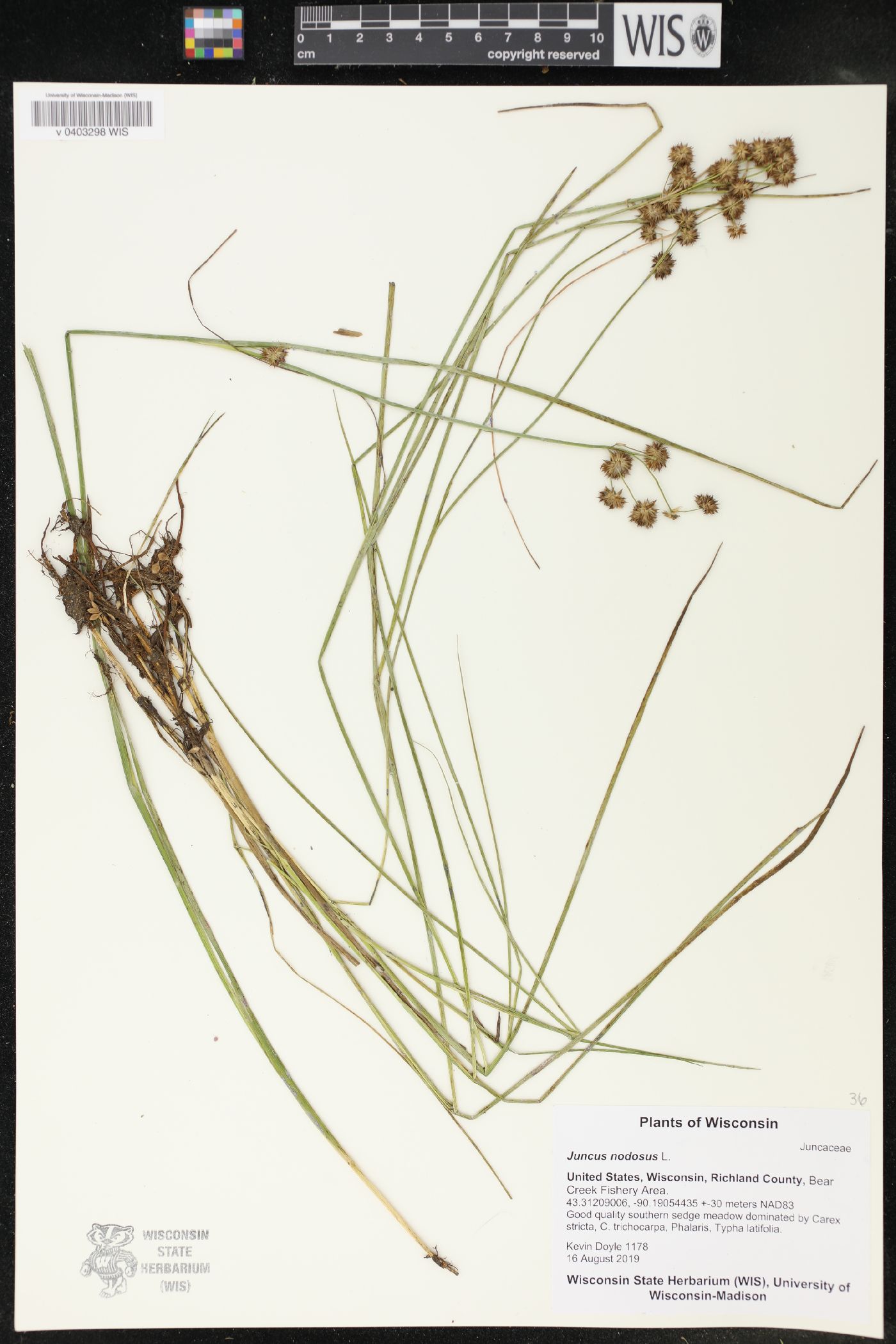 Juncus nodosus image