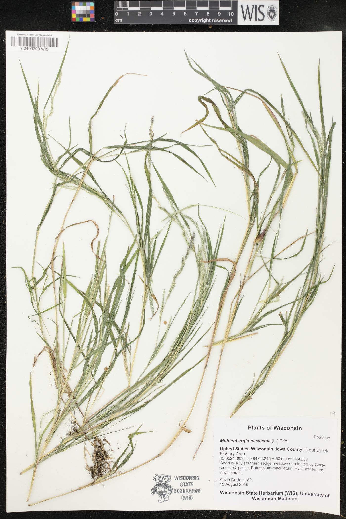 Muhlenbergia mexicana image