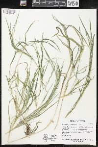 Muhlenbergia mexicana image