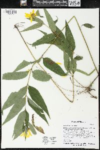 Helianthus strumosus image